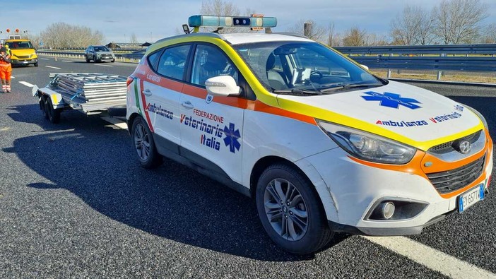 Vercelli, liberati i caprioli in autostrada