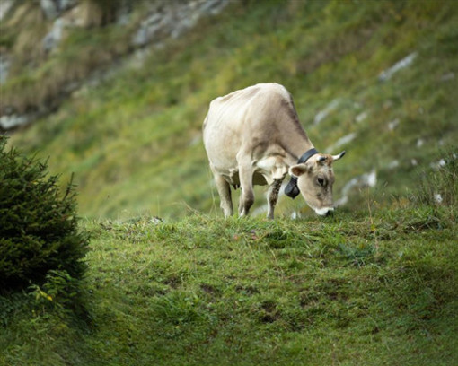 Rimella mette all’asta l’Alpe Biserosso per la stagione di monticazione 2026