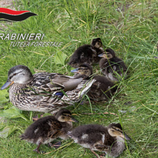 Vercelli: Salvati otto anatroccoli in strada: intervento dei Carabinieri Forestali