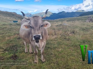 Nel cuore della montagna: la scelta di vita di Davide e Alessia, tra animali, formaggi e libertà VIDEO