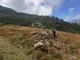 All’Alpe Sorbella biodiversità e pascoli al centro: i monitoraggi confermano i primi risultati