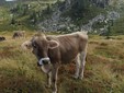 All’Alpe Sorbella biodiversità e pascoli al centro: i monitoraggi confermano i primi risultati All’Alpe Sorbella biodiversità e pascoli al centro: i monitoraggi confermano i primi risultati