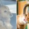 Caldo estivo, anche gli animali sono in pericolo: come proteggere i nostri amici a quattro zampe