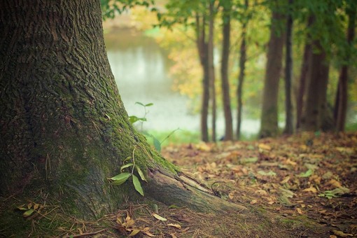 Un albero contro l’omofobia