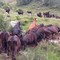 Regione Piemonte, rientro anticipato dai pascoli: contrasto e prevenzione della dermatite nodulare