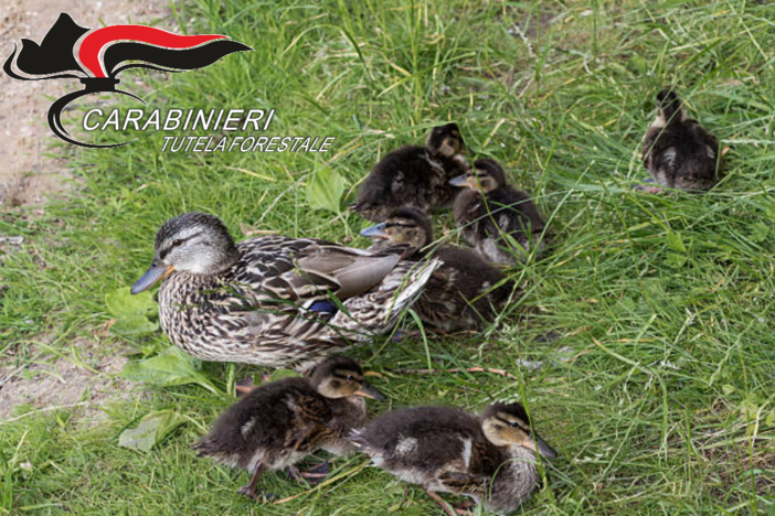 Vercelli: Salvati otto anatroccoli in strada: intervento dei Carabinieri Forestali