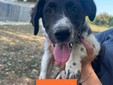 Biella, quattro cuccioli cercano casa: l'appello di Scodinzolando con Flo ETS