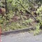 Ancora alberi sulla strada, intervento a Trivero (foto di repertorio)