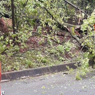 Ancora alberi sulla strada, intervento a Trivero (foto di repertorio)