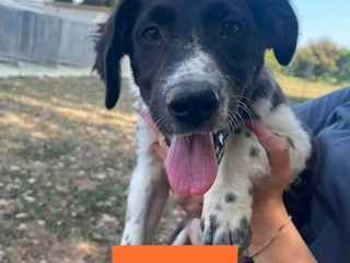 Biella, quattro cuccioli cercano casa: l'appello di Scodinzolando con Flo ETS