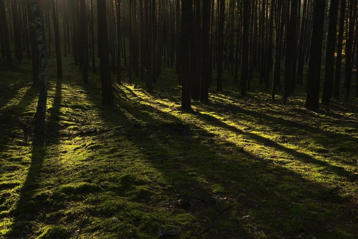 Giornata internazionale delle foreste, dalla tutela del clima ai tartufi: i boschi del Piemonte al centro delle politiche della Regione (foto di repertorio)