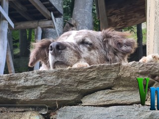 Nel cuore della montagna: la scelta di vita di Davide e Alessia, tra animali, formaggi e libertà VIDEO