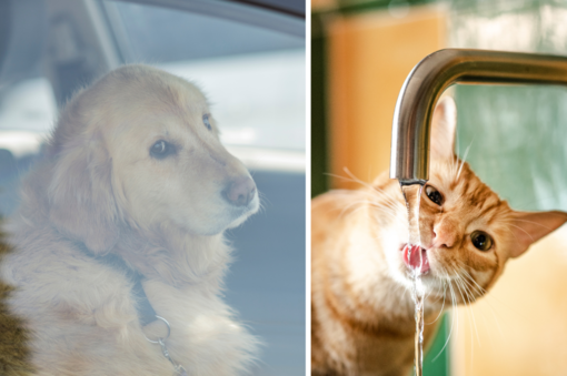 Caldo estivo, anche gli animali sono in pericolo: come proteggere i nostri amici a quattro zampe