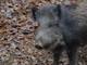 Peste suina africana, ordinanza del Piemonte per garantire le attività di contrasto (foto di repertorio)
