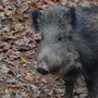 Peste suina africana, ordinanza del Piemonte per garantire le attività di contrasto (foto di repertorio)