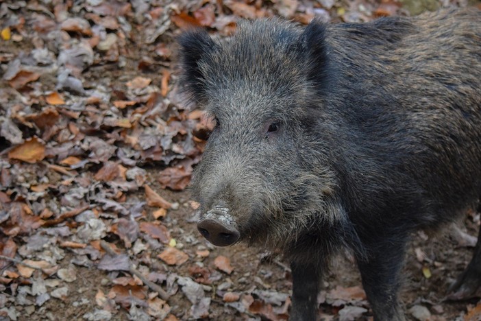 Peste suina africana, ordinanza del Piemonte per garantire le attività di contrasto (foto di repertorio) Peste suina africana, ordinanza del Piemonte per garantire le attività di contrasto (foto di repertorio)