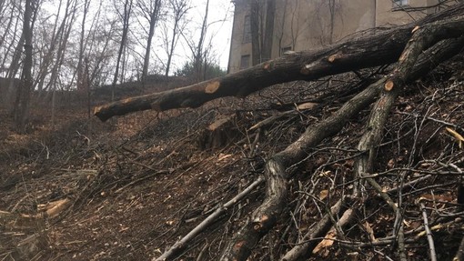 Fase 2, in Piemonte riparte la manutenzione delle foreste e dei boschi