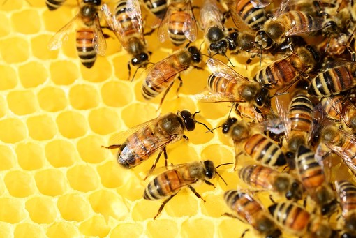 Regione, ecco due milioni per l’apicoltura: per la prima volta sostegno all’alimentazione di soccorso alle api