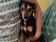 Mico e Betta cercano una casa: due cagnolini speciali in attesa di amore