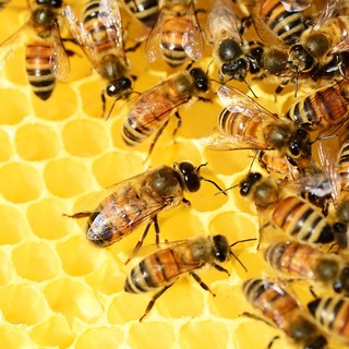 Regione, ecco due milioni per l’apicoltura: per la prima volta sostegno all’alimentazione di soccorso alle api