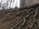 Fase 2, in Piemonte riparte la manutenzione delle foreste e dei boschi