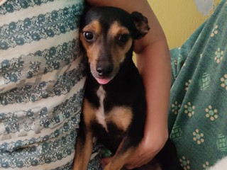 Mico e Betta cercano una casa: due cagnolini speciali in attesa di amore