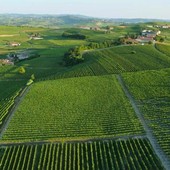 Il biologico piemontese cresce grazie alla cooperazione Il biologico piemontese cresce grazie alla cooperazione