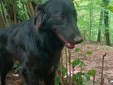 Volete due cani amorevoli, eleganti e meravigliosi? eccoli: Kimbo e Bimbo