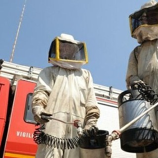 Api, vespe e calabroni, quando chiamare i Vigili del Fuoco