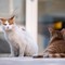 Regione, finanziati 22 progetti per la tutela delle colonie feline: a Biella 10mila euro