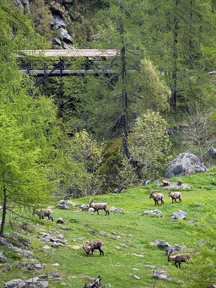Parco Alta Valsesia, conclusi ad Alagna i censimenti primaverili degli ungulati selvatici