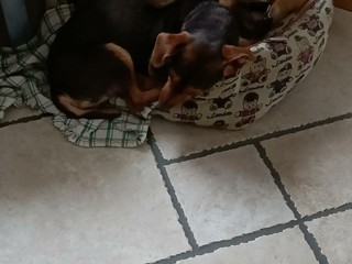 Che ne dite di adottare una bassottina stupenda e una Cirneca dell’Etna meravigliosa?