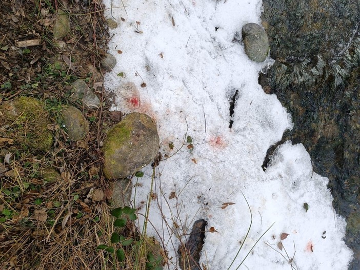 Carcasse di animali abbandonate nei boschi vicino a un ruscello: denuncia del Comitato SalvAmbiente - foto di Comitato SalvAmbiente Gattinara