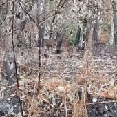 Un cervo cerca la sua strada tra le ceneri del bosco, il volto della Valsessera ferita dall'incendio VIDEO
