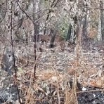 Un cervo cerca la sua strada tra le ceneri del bosco, il volto della Valsessera ferita dall'incendio VIDEO