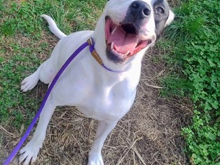 Appello del cuore: aiutiamo Conan? Soffre troppo in un box, non ce la fa