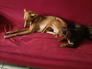 Che ne dite di adottare una bassottina stupenda e una Cirneca dell’Etna meravigliosa?