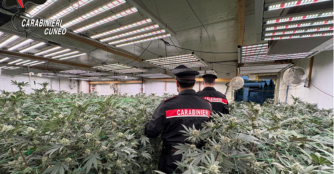 Coltivava marijuana in casa: arrestato un 48enne di Carpignano Sesia - Foto di repertorio