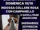 Romagnano Sesia, si cerca la cagnolina smarrita domenica 19 ottobre: l’appello dei proprietari