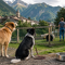 Cani e volontariato in Valsesia, l’estate richiama alla responsabilità contro l’abbandono Cani e volontariato in Valsesia, l’estate richiama alla responsabilità contro l’abbandono