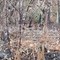 Un cervo cerca la sua strada tra le ceneri del bosco, il volto della Valsessera ferita dall'incendio VIDEO