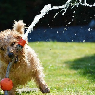 Animali da compagnia, estate: attenzione al caldo