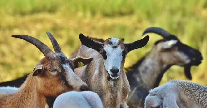 Scandalo nel Comune di Rassa: assume 50 operai per la pulizia delle strade Scandalo nel Comune di Rassa: assume 50 operai per la pulizia delle strade