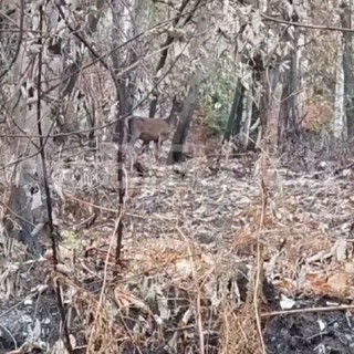 Un cervo cerca la sua strada tra le ceneri del bosco, il volto della Valsessera ferita dall'incendio VIDEO