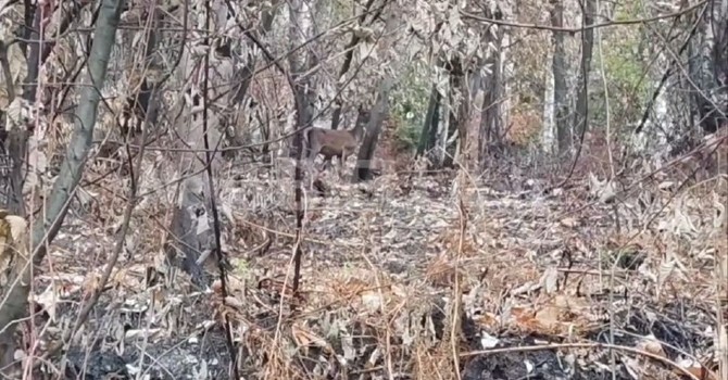 Un cervo cerca la sua strada tra le ceneri del bosco, il volto della Valsessera ferita dall'incendio VIDEO