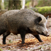 Peste Suina Africana, ammessa la caccia al cinghiale nelle province di Novara, Vercelli, Torino e Biella