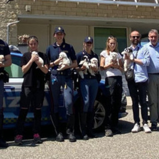 Fermato un furgone sull’A4: salvati nove cuccioli trasportati senza cure né documenti