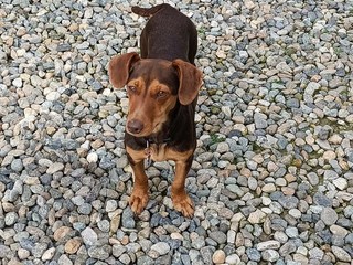 Che ne dite di adottare una bassottina stupenda e una Cirneca dell’Etna meravigliosa?