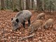 Peste Suina Africana: dal 1° settembre aperta la caccia al cinghiale in 14 aree del Piemonte
