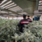 Coltivava marijuana in casa: arrestato un 48enne di Carpignano Sesia - Foto di repertorio